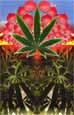 Cannabis - Mushroom Oasis