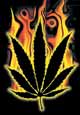 Burning Marijuana Leaf