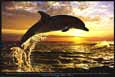 Steve Bloom - Dolphin Sunset
