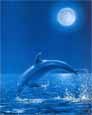 Dolphin - Moonlight