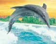 Dolphin Play