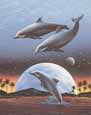 Metz-Rising Dolphins