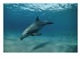 Wild bottlenose dolphin, Red Sea