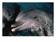 Bottlenose Dolphins, Dolphin Reef, Red Sea