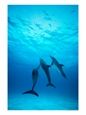 Atlantic Spotted Dolphins Underwater