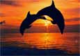 Two Dolphins in Sunset
